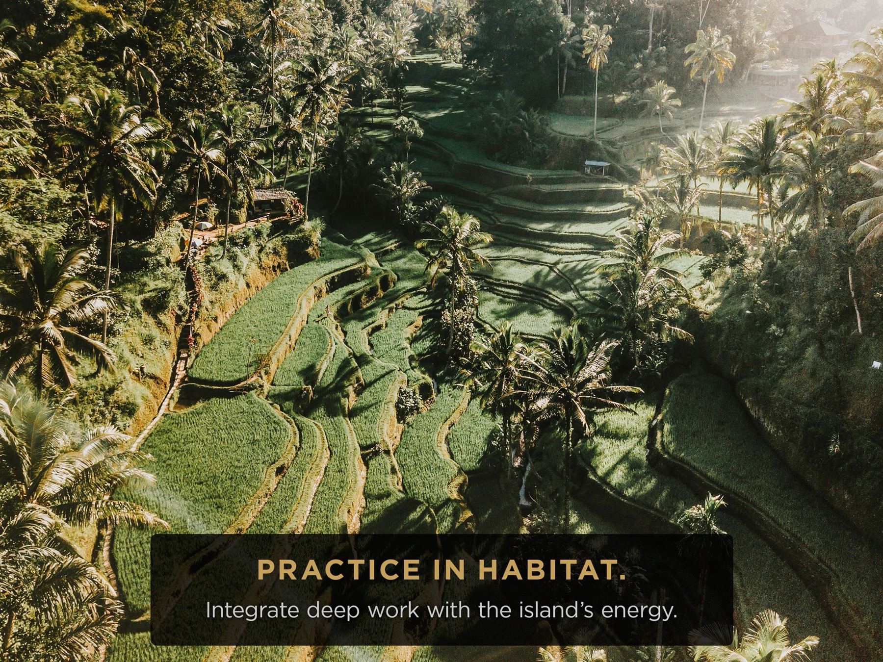 Palmiyeler arasında pirinç terasları; üzerinde "Practice in habitat."